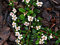 Cotoneaster Ursynow IMG_6799 Irga